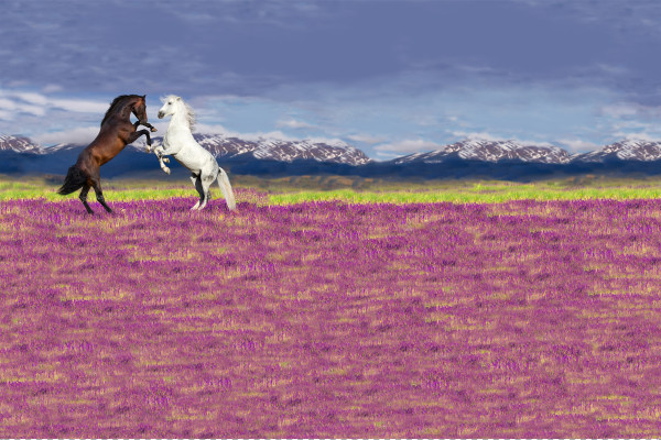 Glünz GmbH, Baumwoll Jersey, Raila B2027, panel, wiese, meadow, grün, green, grass, rosa, pink, horse, horses, pferd, kampf, fight