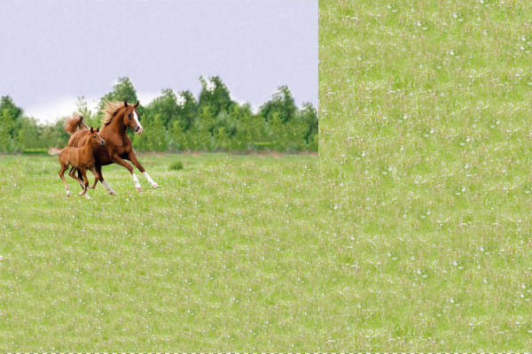 Glünz GmbH, Baumwoll Jersey, Raila B2026, beige, panel, wiese, meadow, grün, green, grass fohlen, foal, , horse, horses, pferd, galopp