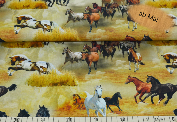 wild horses - Z407